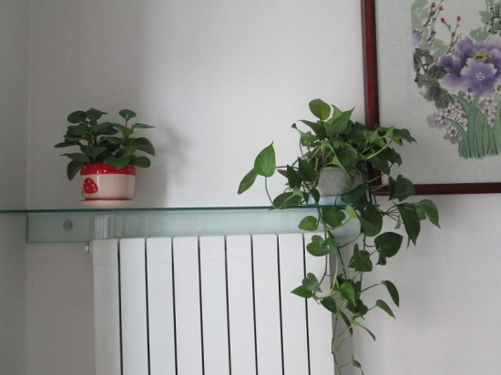 冬季暖气房养花要诀：盆栽留意多通风，少浇水