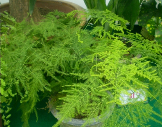 冬季暖气房养花要诀：盆栽留意多通风，少浇水