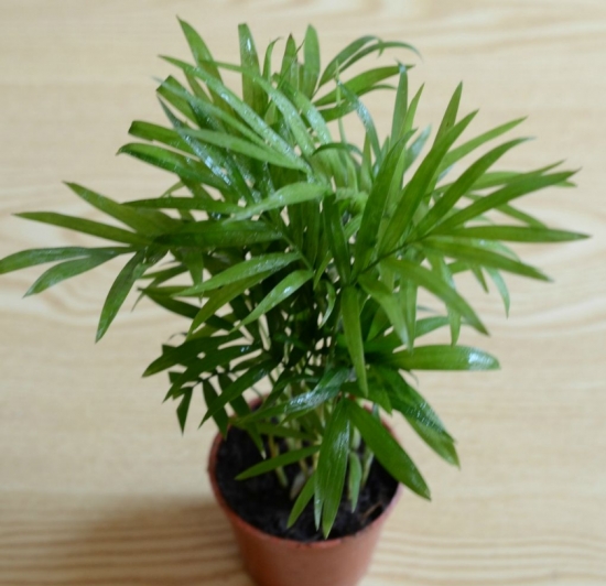 冬季暖气房养花要诀：盆栽留意多通风，少浇水