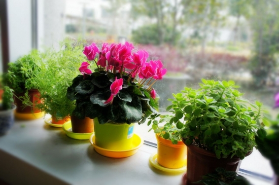 冬季暖气房养花要诀：盆栽留意多通风，少浇水