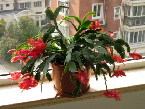 冬季暖气房养花要诀：盆栽留意多通风，少浇水