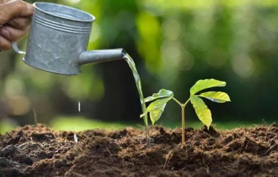 如何判断盆土干湿：7种办法教你轻松判断盆土干湿