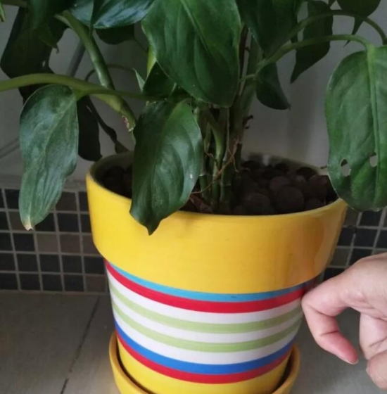 如何判断盆土干湿：7种办法教你轻松判断盆土干湿