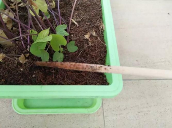 如何判断盆土干湿：7种办法教你轻松判断盆土干湿