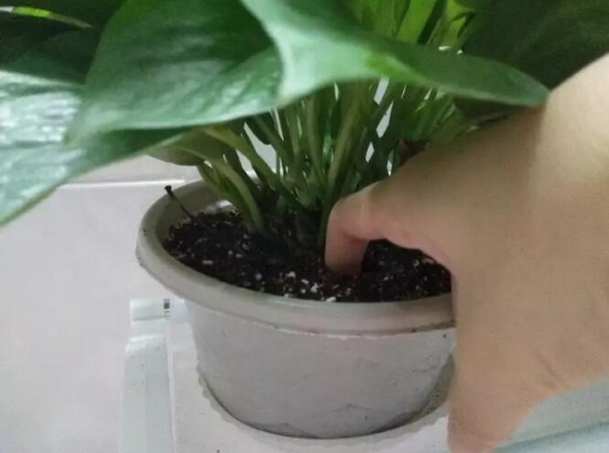 如何判断盆土干湿：7种办法教你轻松判断盆土干湿