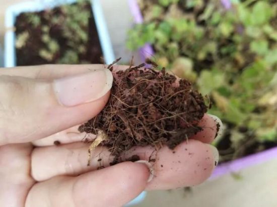 如何判断盆土干湿：7种办法教你轻松判断盆土干湿