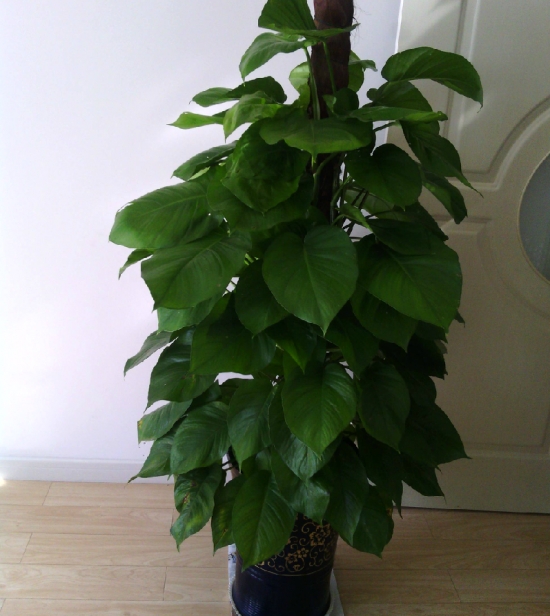 如何自制花肥：手把手教你制作氮、磷、钾纯天然有机肥