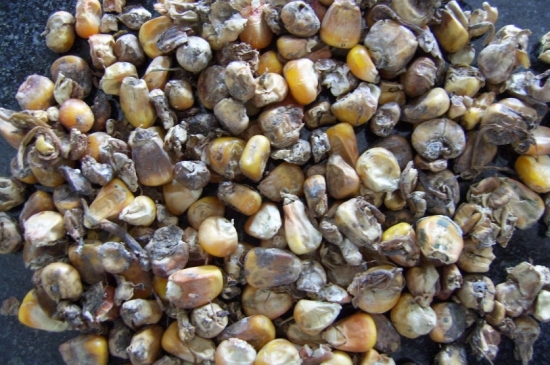 如何自制花肥：手把手教你制作氮、磷、钾纯天然有机肥