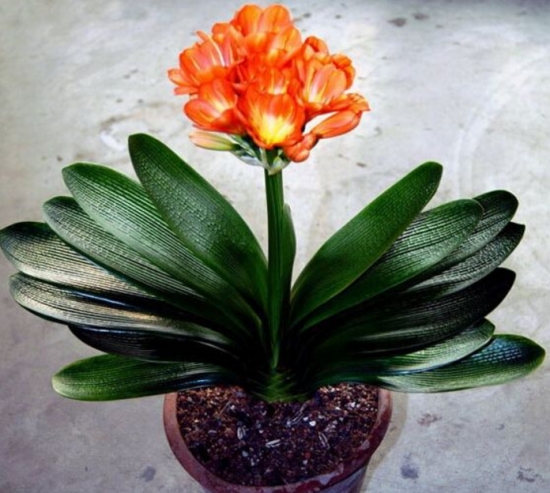 如何自制花肥：手把手教你制作氮、磷、钾纯天然有机肥