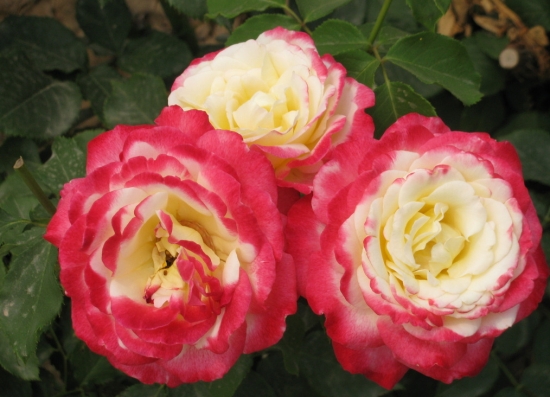 如何自制花肥：手把手教你制作氮、磷、钾纯天然有机肥