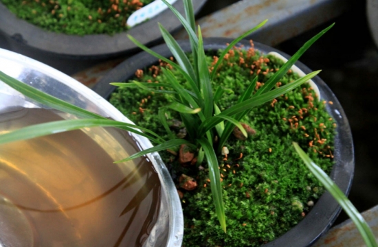 如何自制花肥：手把手教你制作氮、磷、钾纯天然有机肥