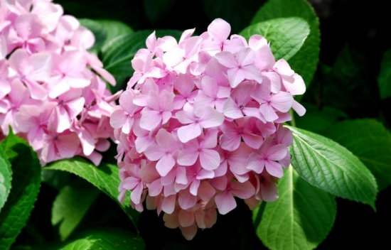 养花技巧：小苏打的妙用