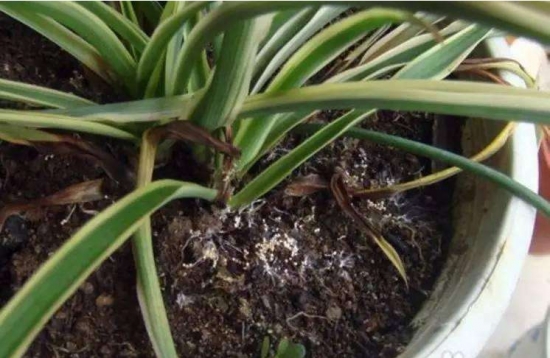 养花技巧：小苏打的妙用