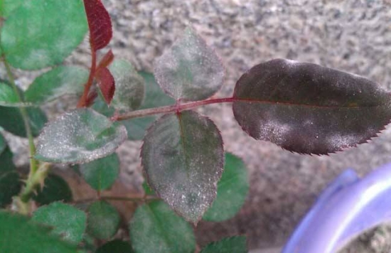 养花技巧：小苏打的妙用