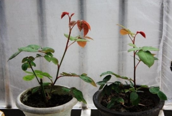 养花技巧：小苏打的妙用