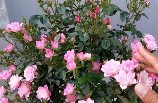 养花技巧：小苏打的妙用