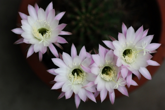 养花技巧：小苏打的妙用