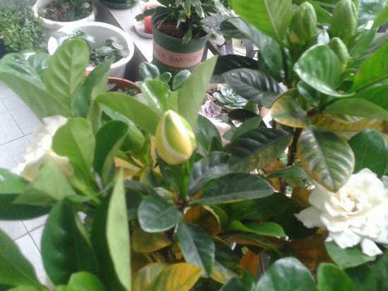 养花技巧：小苏打的妙用