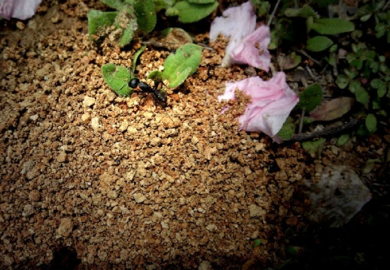 养花技巧：小苏打的妙用