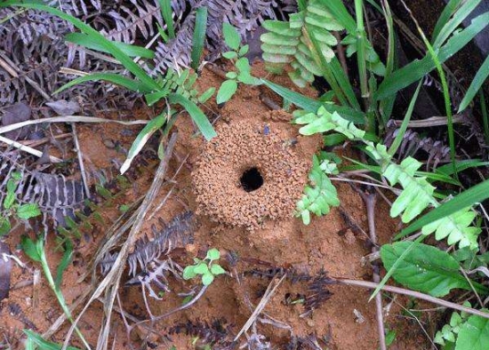 养花技巧：小苏打的妙用