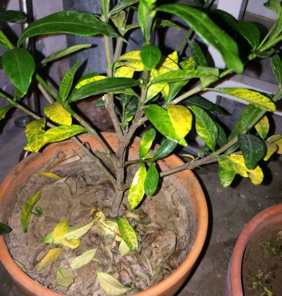 冬季养花需要留意什么：立冬过后，盆栽要这样养