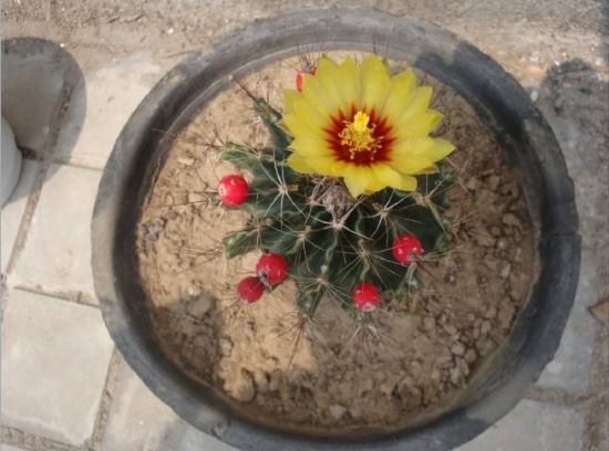 冬季养花需要留意什么：立冬过后，盆栽要这样养