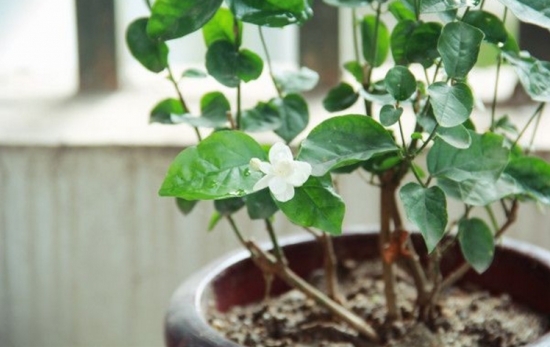 冬季养花需要留意什么：立冬过后，盆栽要这样养