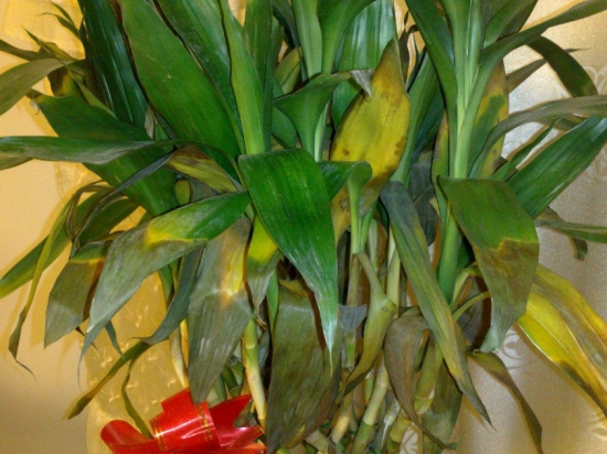 冬季养花需要留意什么：立冬过后，盆栽要这样养