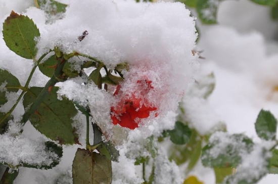 冬季养花需要留意什么：立冬过后，盆栽要这样养