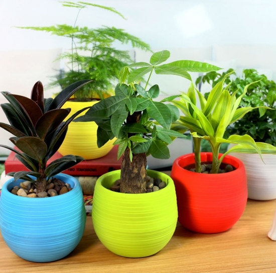 冬季养花需要留意什么：立冬过后，盆栽要这样养