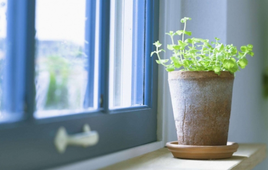 冬季养花需要留意什么：立冬过后，盆栽要这样养