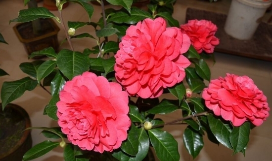 盆栽花卉施什么肥：不同的花对肥料的需求不同，对症下药