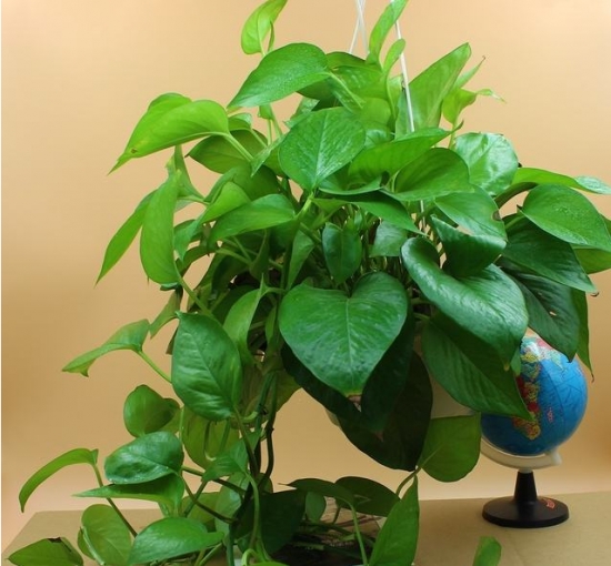 盆栽花卉施什么肥：不同的花对肥料的需求不同，对症下药