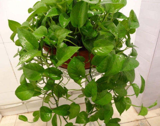 盆栽花卉施什么肥：不同的花对肥料的需求不同，对症下药