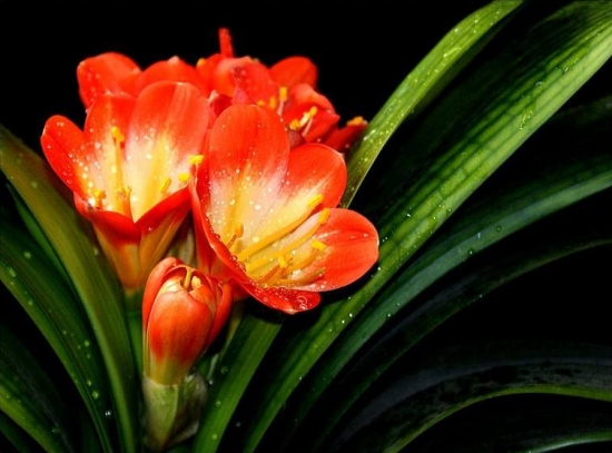 盆栽花卉施什么肥：不同的花对肥料的需求不同，对症下药