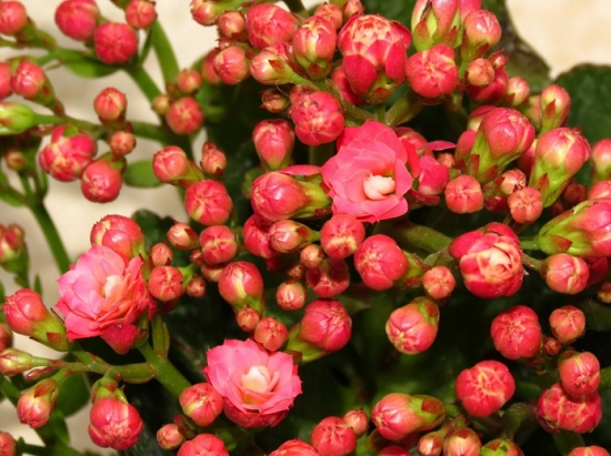 盆栽花卉施什么肥：不同的花对肥料的需求不同，对症下药