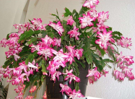 盆栽花卉施什么肥：不同的花对肥料的需求不同，对症下药