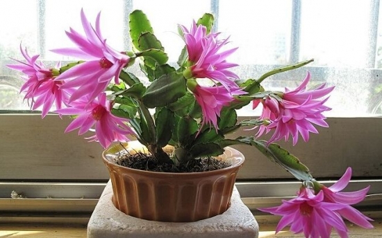 盆栽花卉施什么肥：不同的花对肥料的需求不同，对症下药