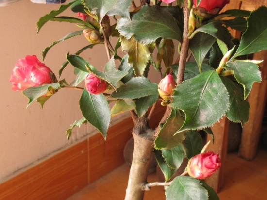 盆栽花卉施什么肥：不同的花对肥料的需求不同，对症下药