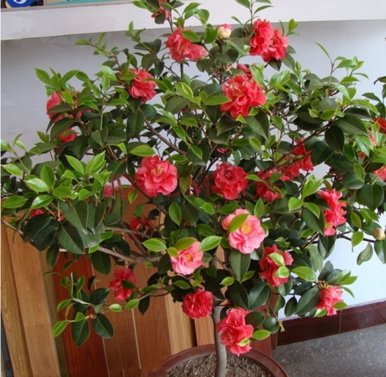 盆栽花卉施什么肥：不同的花对肥料的需求不同，对症下药