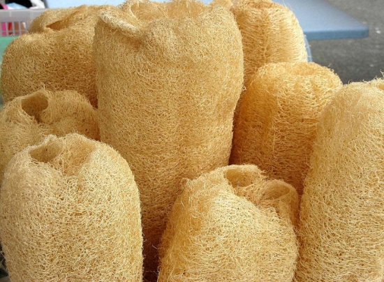 养花技巧：用这些东西垫花盆底可以避免烂根黄叶