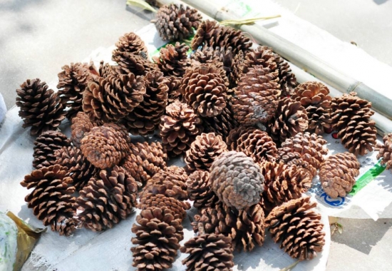 养花技巧：用这些东西垫花盆底可以避免烂根黄叶