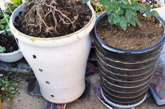 养花技巧：用这些东西垫花盆底可以避免烂根黄叶