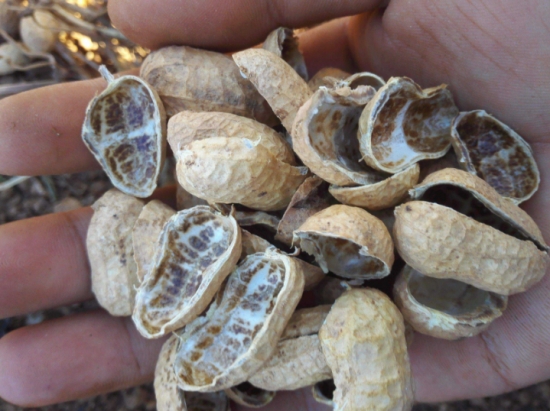 养花技巧：用这些东西垫花盆底可以避免烂根黄叶