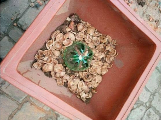 养花技巧：用这些东西垫花盆底可以避免烂根黄叶