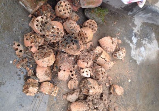 养花技巧：用这些东西垫花盆底可以避免烂根黄叶