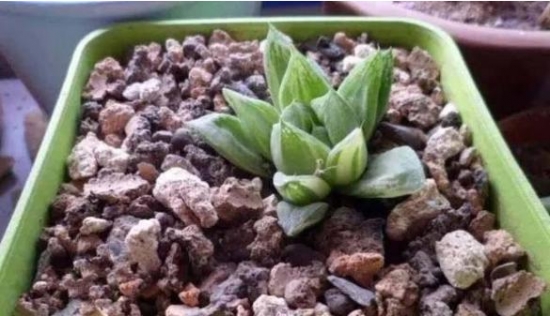 养花技巧：用这些东西垫花盆底可以避免烂根黄叶