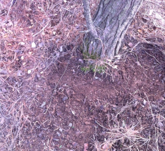 养花技巧：用这些东西垫花盆底可以避免烂根黄叶