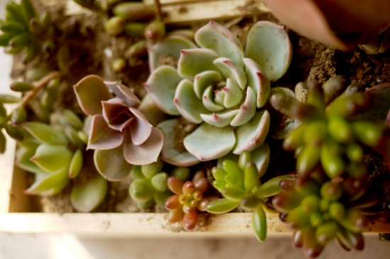 养花技巧：用这些东西垫花盆底可以避免烂根黄叶