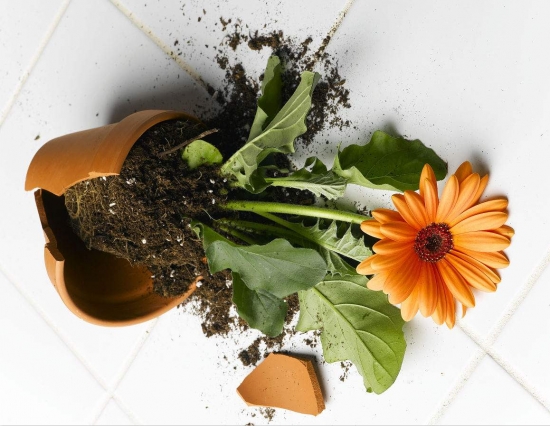 花盆摔破如何办：教你如何将破花盆变盆景